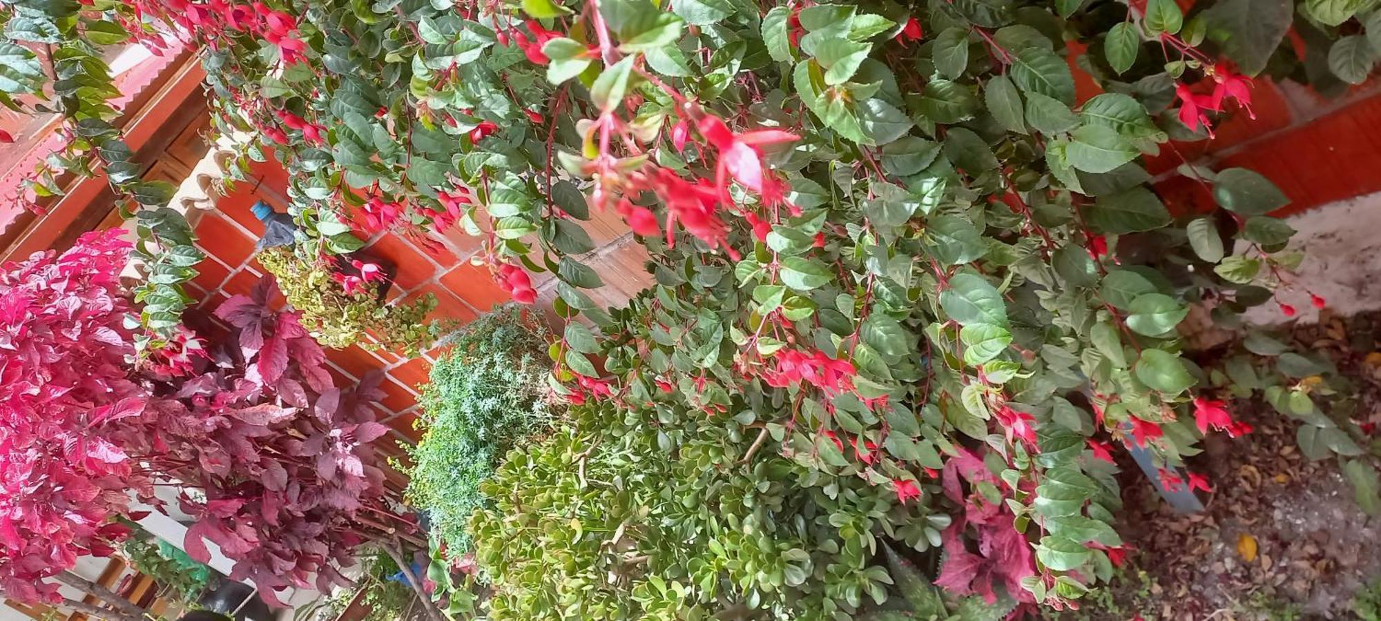 Hostal Raymi Ollantaytambo Kültér fotó